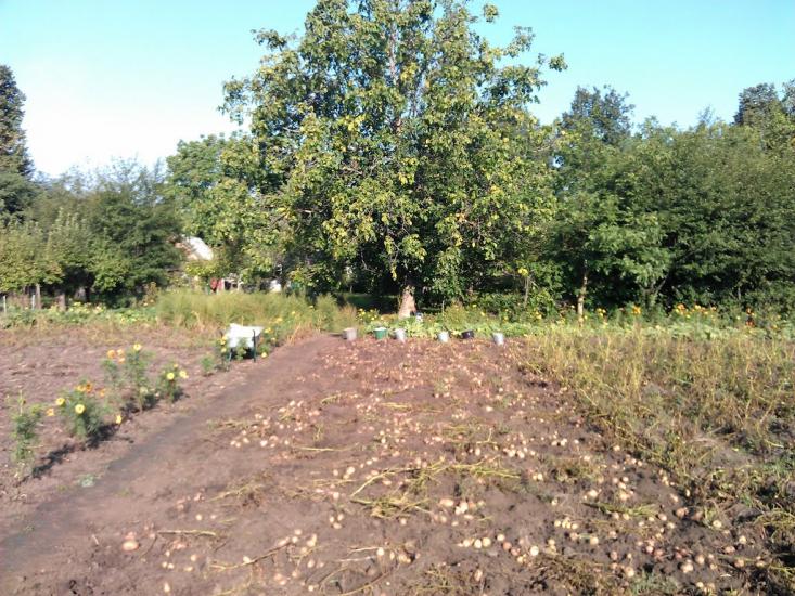 Великі Крушлинці з panoramio.com - Velyki Krushlyntsi