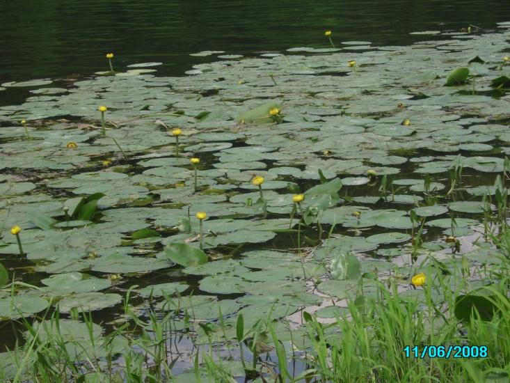Воробіївка з panoramio.com - Воробьевка