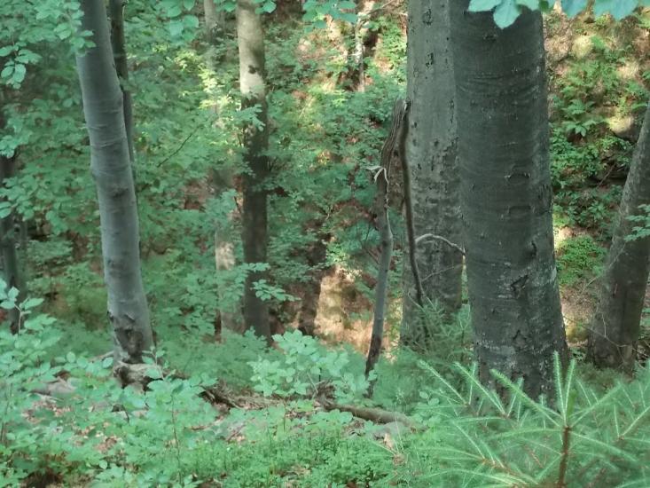 Прокурава з panoramio.com - Прокурава