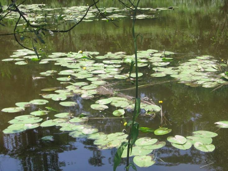 Актове з panoramio.com - Aktove