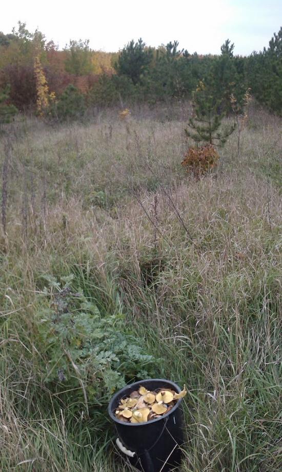 Кам'янка з panoramio.com - Камянка