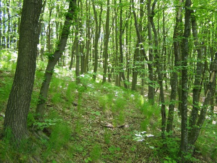 Черкасівка з panoramio.com - Cherkasivka