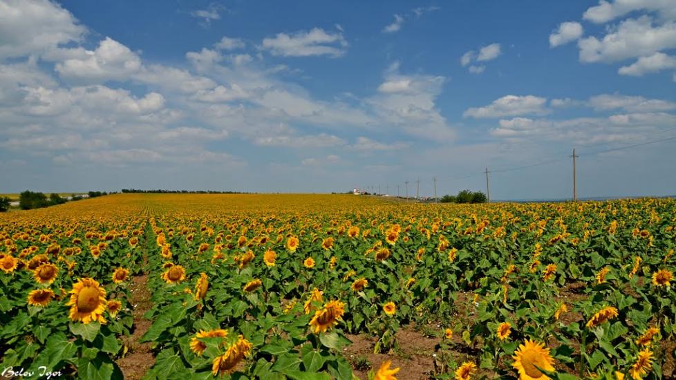 Болгарка з panoramio.com - Болгарка