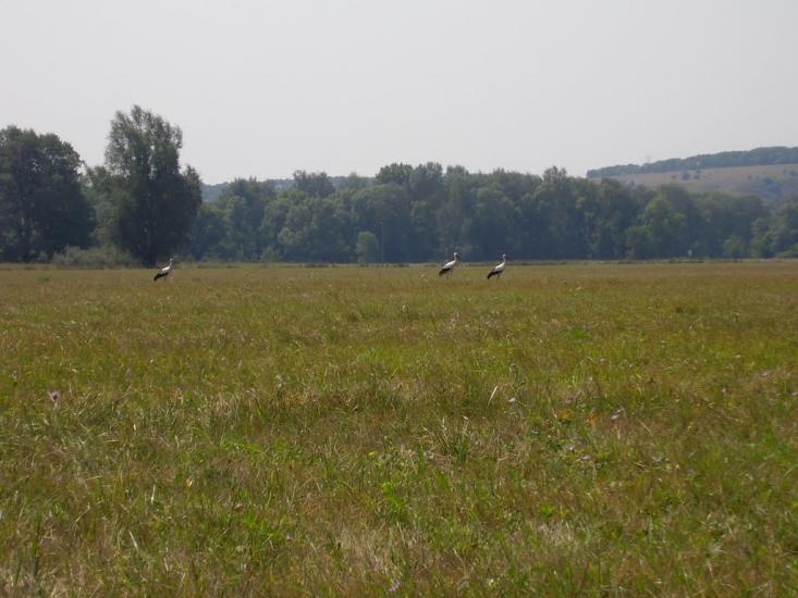 Сидорове з panoramio.com - Сидорове