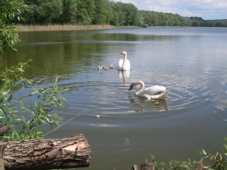 Нараївка з panoramio.com - Нараевка