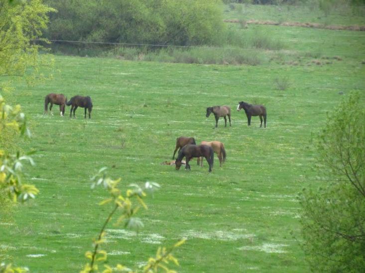Журавеньки з panoramio.com - Журавеньки