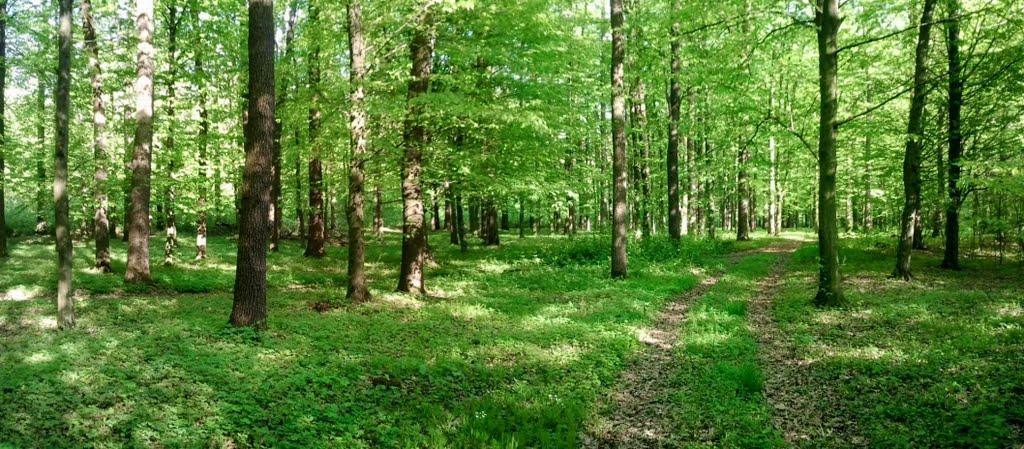 Бахматівці з panoramio.com - Bakhmativtsi