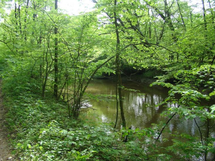 Іванківці з panoramio.com - Ivankivtsi