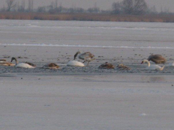 Дарівка з panoramio.com - Даровка