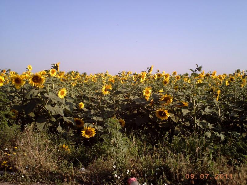 Сухий Лиман з panoramio.com - Сухой Лиман