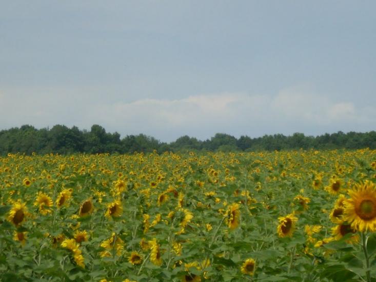 Кунка з panoramio.com - Кунка