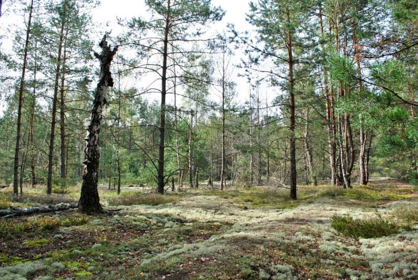 Рудка з panoramio.com - Рудка