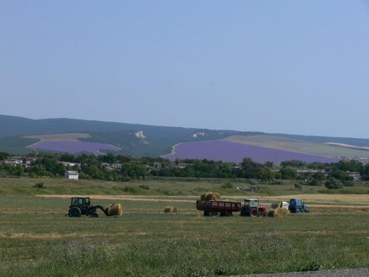 Дачне з panoramio.com - Дачное