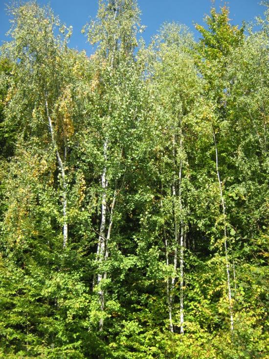 Дебеславці з panoramio.com - Дебеславцы