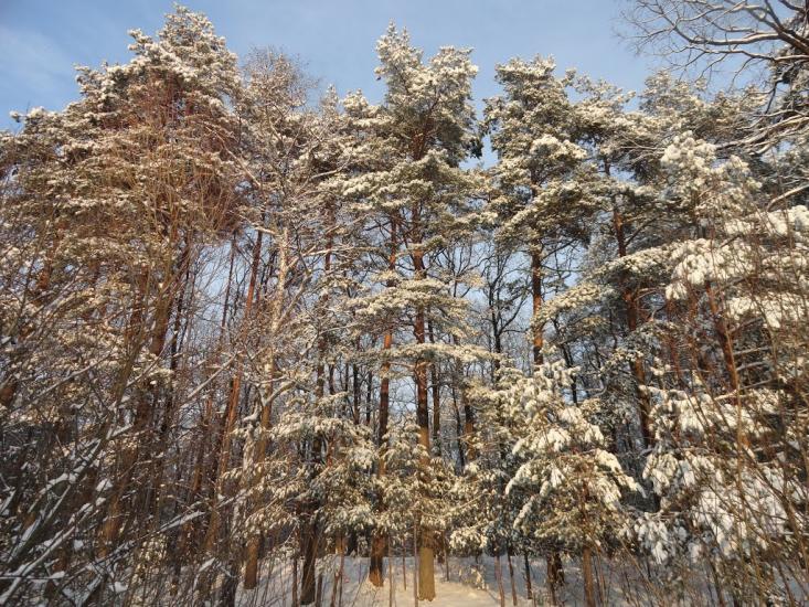 Дідовичі з panoramio.com - Дедовичи
