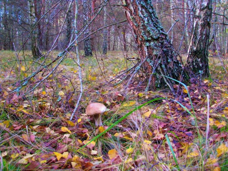 Мелені з panoramio.com - Мелені