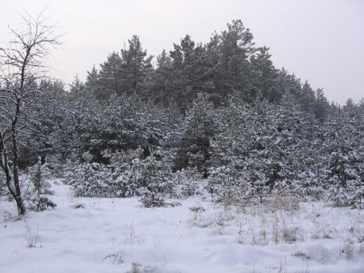 Мигалки з panoramio.com - Мигалки