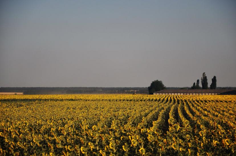 Меліоративне з panoramio.com - Мелиоративное