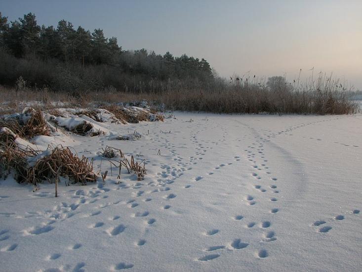 Каплани з panoramio.com - Капланы