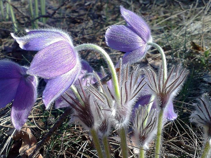 Папкине з panoramio.com - Папкино