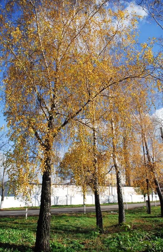 Узин з panoramio.com - Uzyn