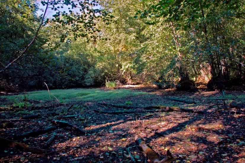 Знаменівка з panoramio.com - Znamenivka