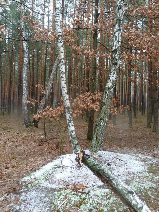 Житомир з panoramio.com - Житомир