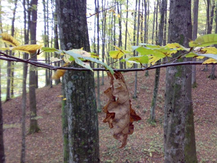 Яківське з panoramio.com - Яківське