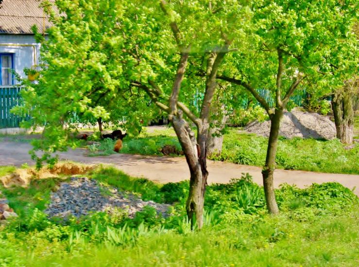 Звенигородка з panoramio.com - Звенигородка
