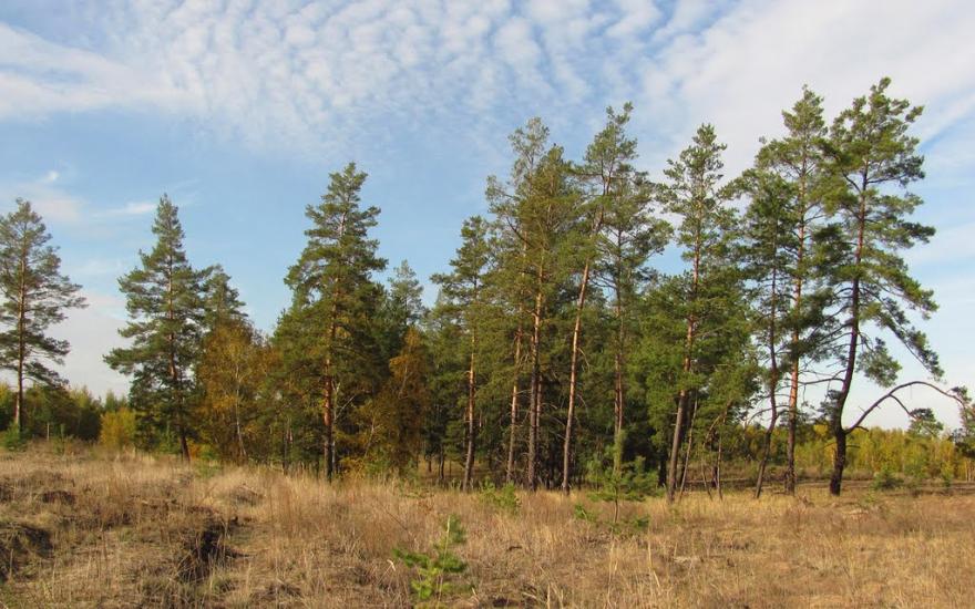 Старий Караван з panoramio.com - Staryy Karavan