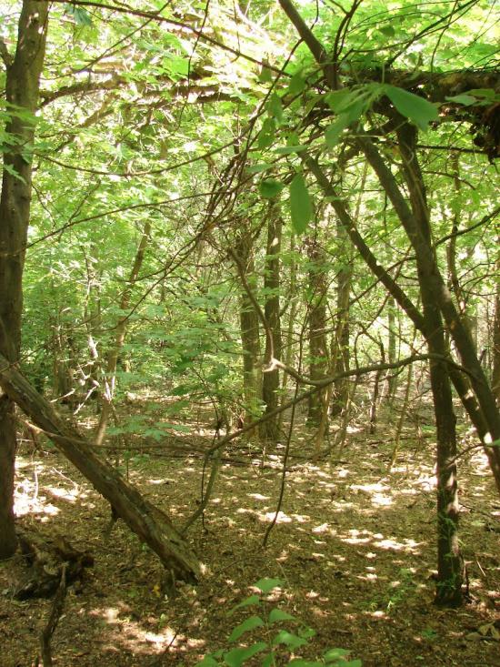 Новий Донбас з panoramio.com - Новий Донбас