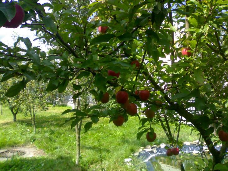 Їжівці з panoramio.com - Иживцы