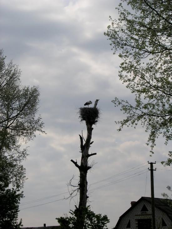 Кашперівка з panoramio.com - Кашперівка
