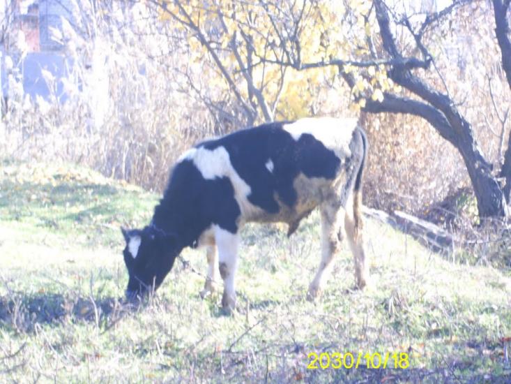 Баштанка з panoramio.com - Баштанка