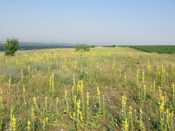 Нова Осота з panoramio.com - Новая Осота