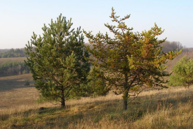 Битиця з panoramio.com - Битица