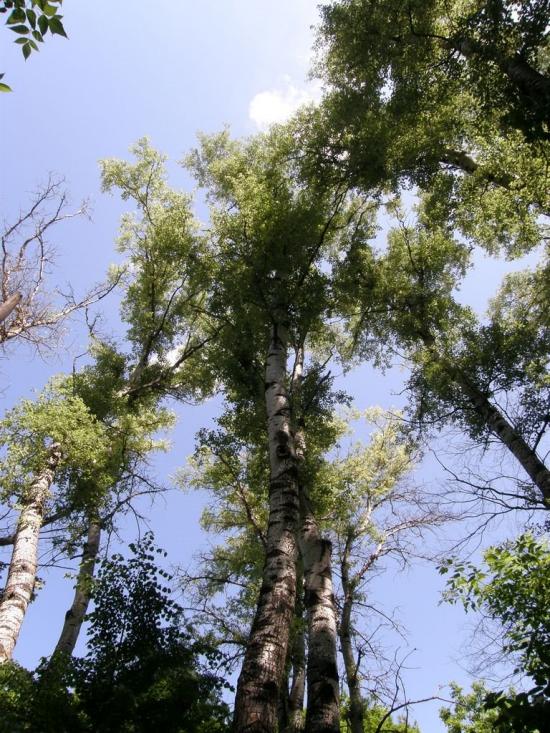 Пришиб з panoramio.com - Пришиб