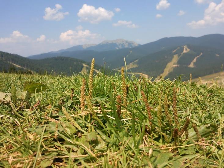 Стебний з panoramio.com - Стебний