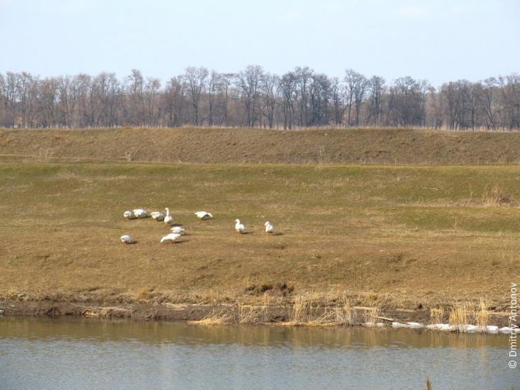 Широке з panoramio.com - Shyroke