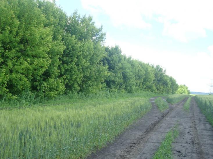 Малашівці з panoramio.com - Malashivtsi