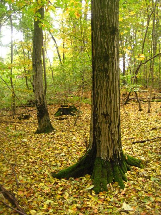 Пасіки-Зубрицькі з panoramio.com - Пасеки-Зубрицкие