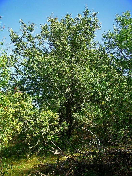 Плотинне з panoramio.com - Плотинное