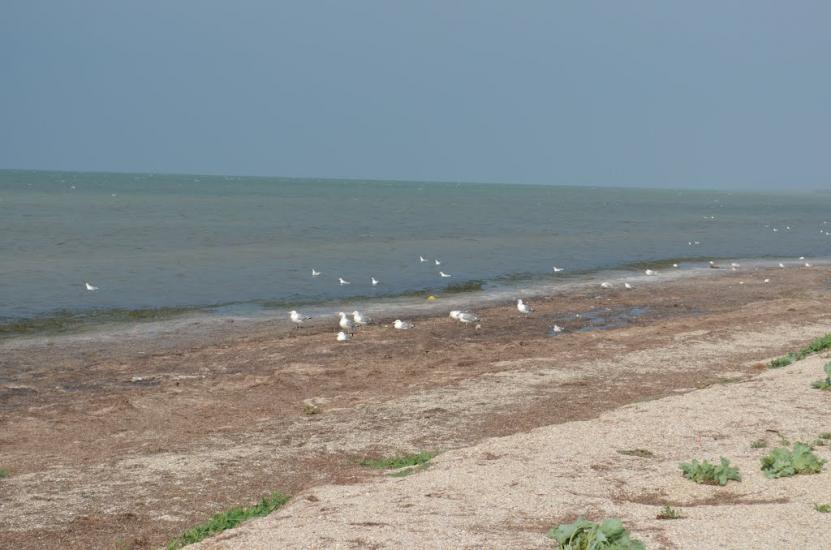 Стерегуще з panoramio.com - Стерегущее