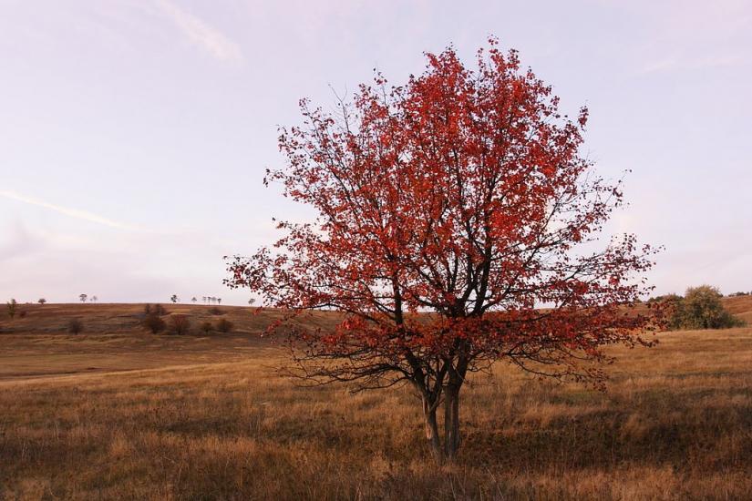 Черкаська Лозова з panoramio.com - Черкасская Лозовая