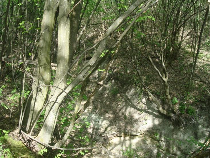 Любомирівка з panoramio.com - Любомировка