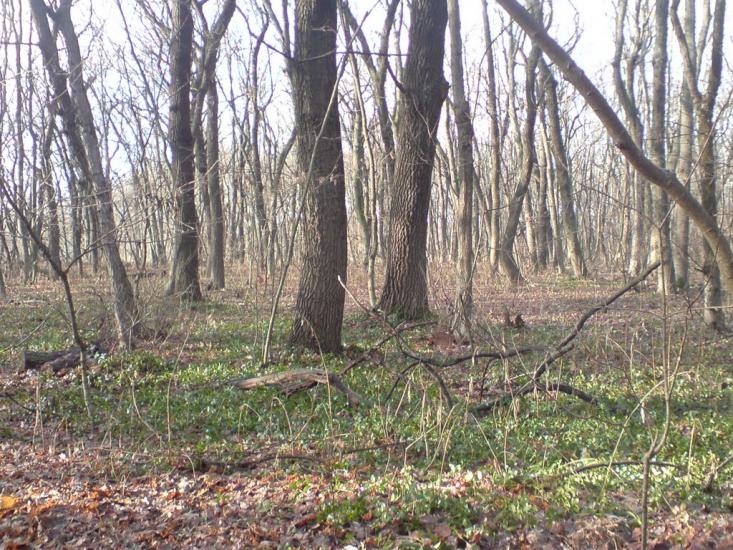 Білики з panoramio.com - Bilyky