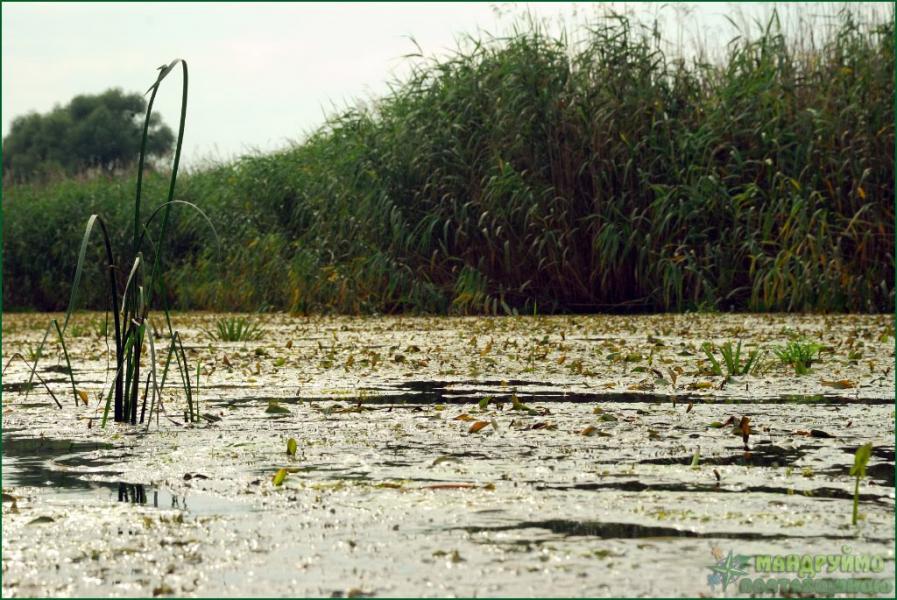 Лушники з panoramio.com - Лушники