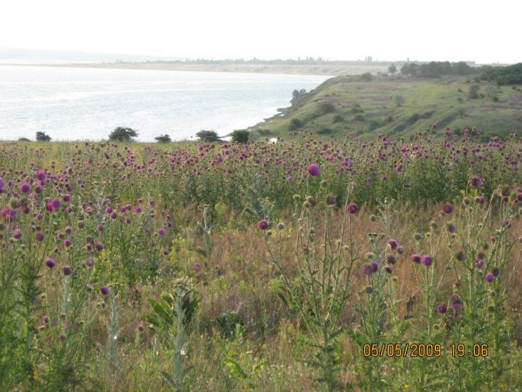 Коблеве з panoramio.com - Коблево