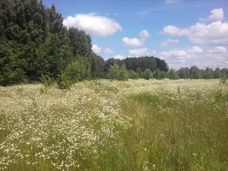 Березанка з panoramio.com - Березанка