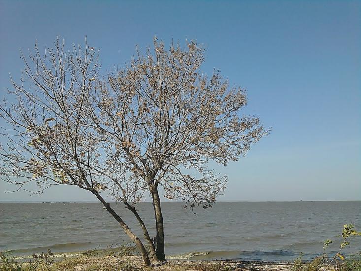 Миколаївка з panoramio.com - Миколаївка